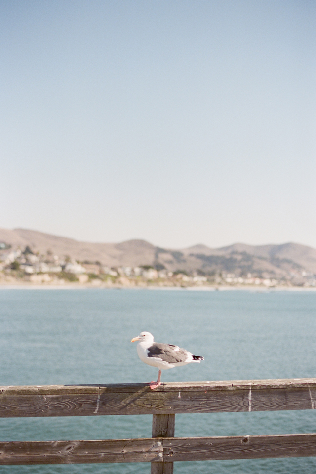 seagull in cayucos