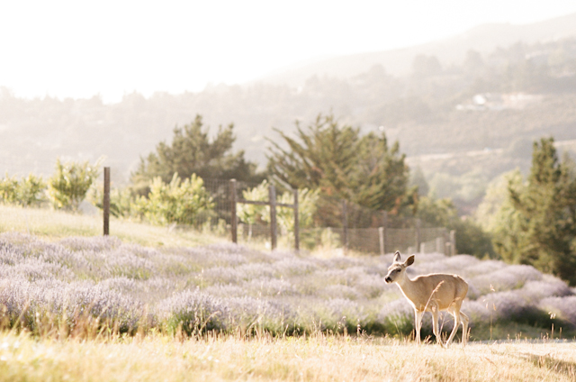 carmel-valley-ranch-wedding-by-helios-images-11