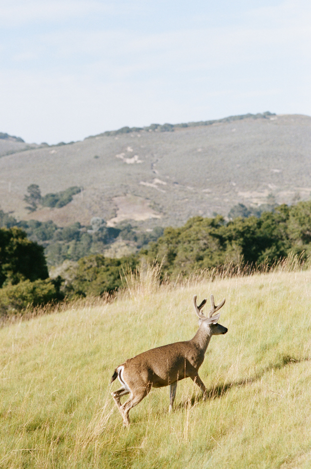 carmel-valley-ranch-wedding-by-helios-images-71